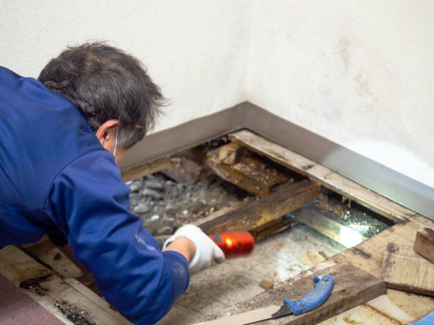 Best Commercial Mold Remediation in North Fork, AZ