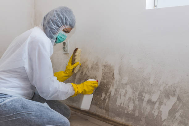 Best Insurance-Related Mold Remediation in North Fork, AZ