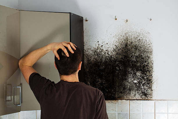 Best Residential Mold Remediation in North Fork, AZ