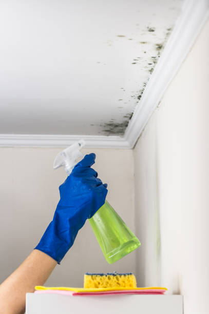 North Fork, AZ Mold Remediation Company